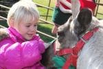 Photo slideshow: A reindeer visit